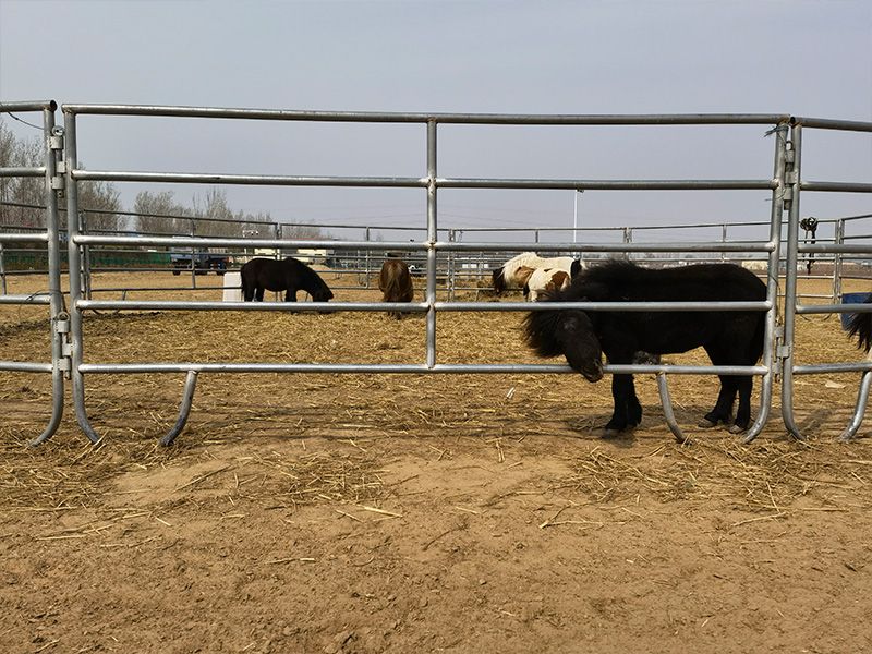 Cattle Fence